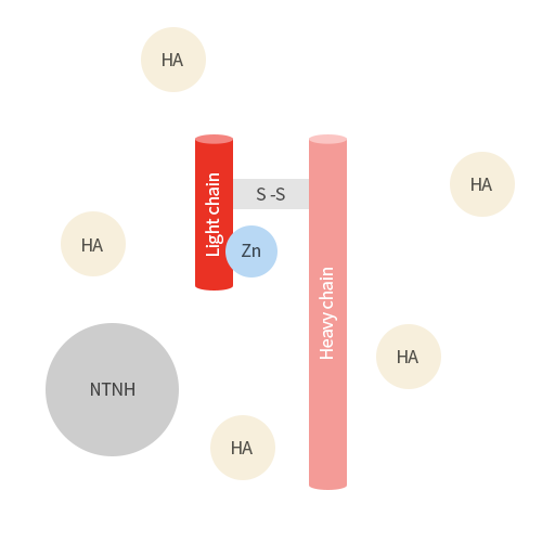 Botulinum toxin is consist of botulinum neurotoxin and non-toxic proteins.